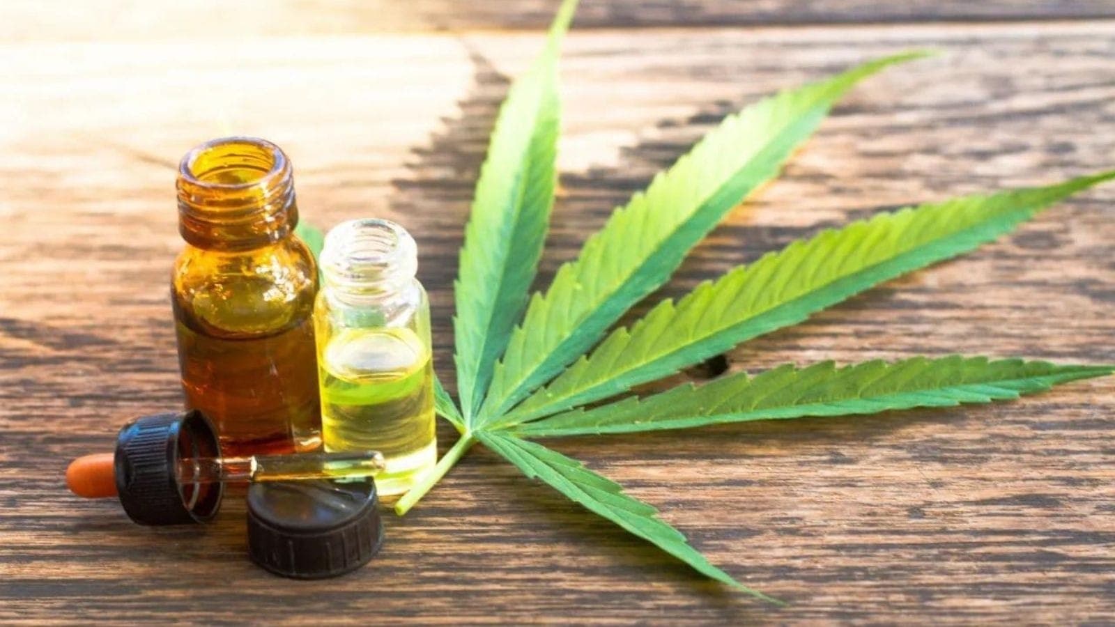 Regulamentação do uso da cannabis poderia gerar até R$ 26 bilhões de receita