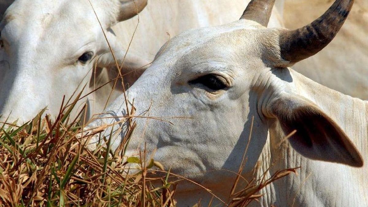 Em Mato Grosso, confinamento terá alta em 2025