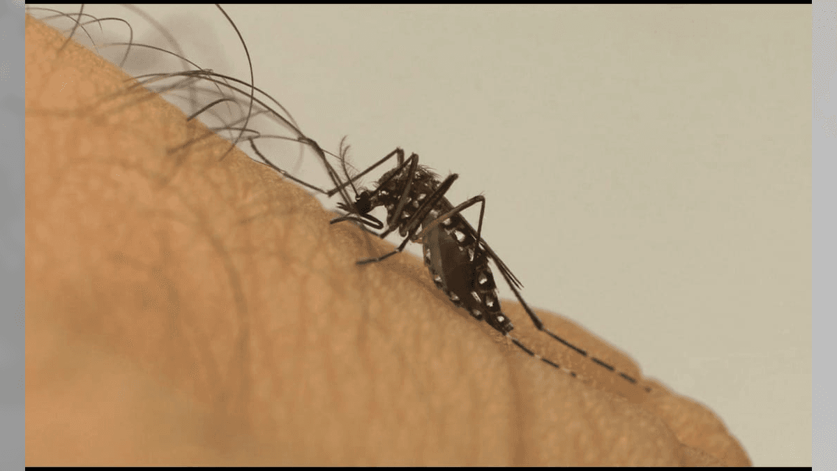 dengue 