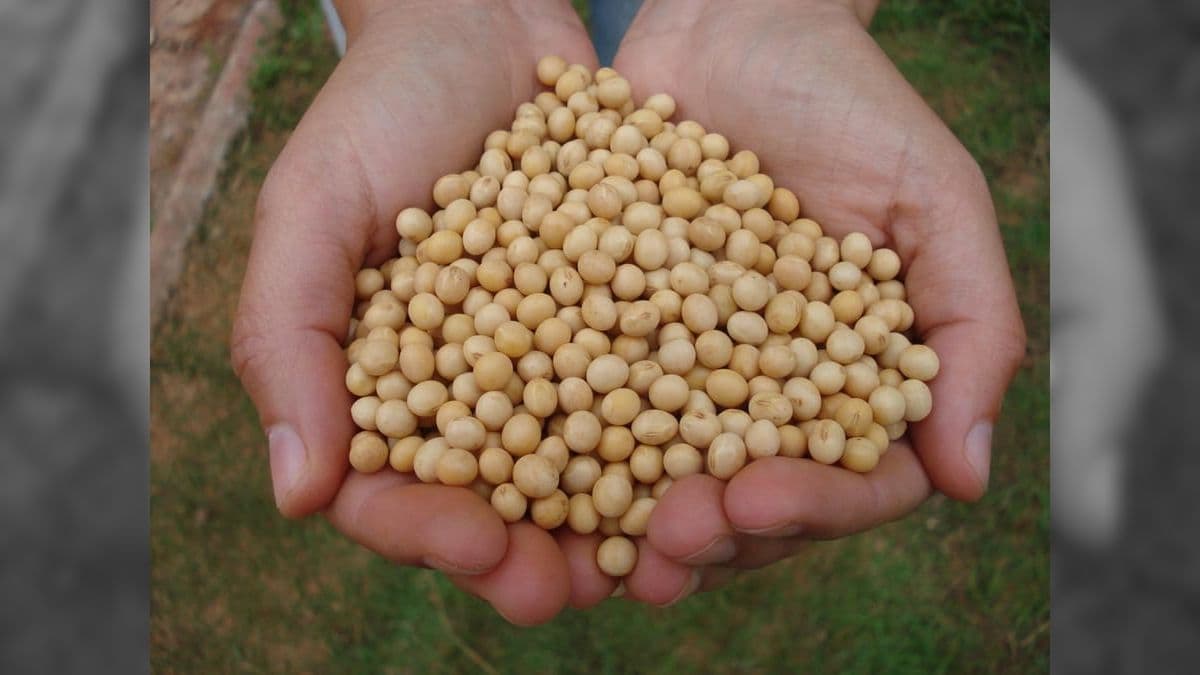 Preço da soja recua com o avanço da colheita em várias regiões do Brasil