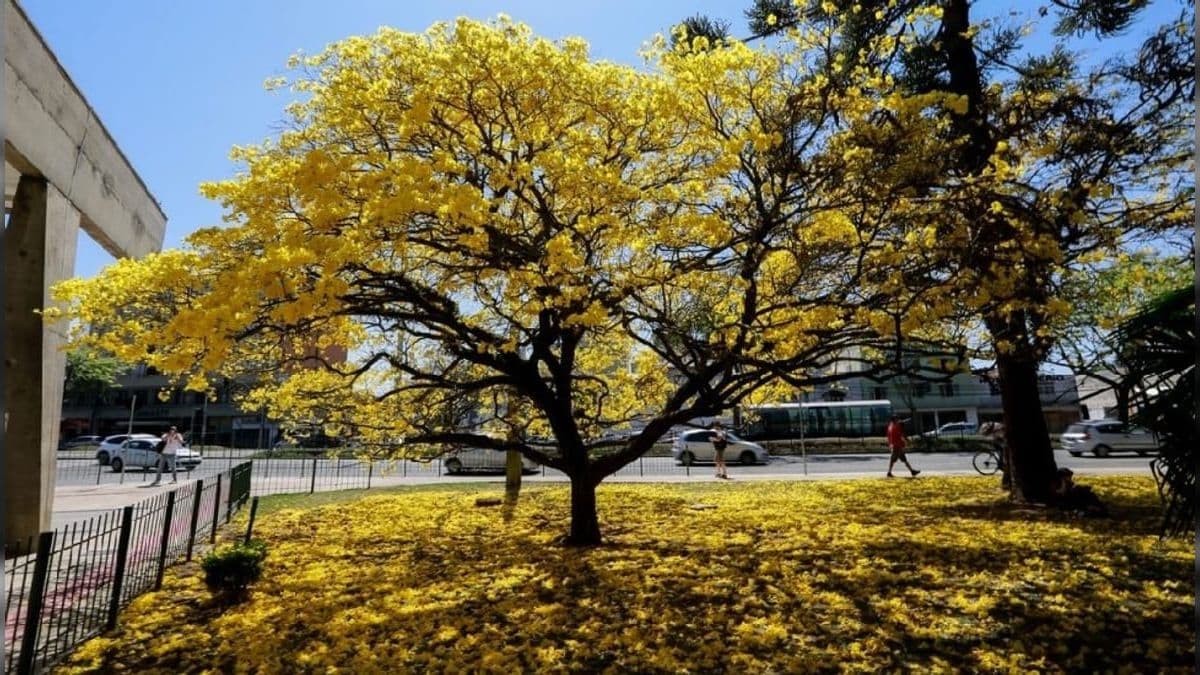 Ipê amarelo faz parte das mudas disponíveis 