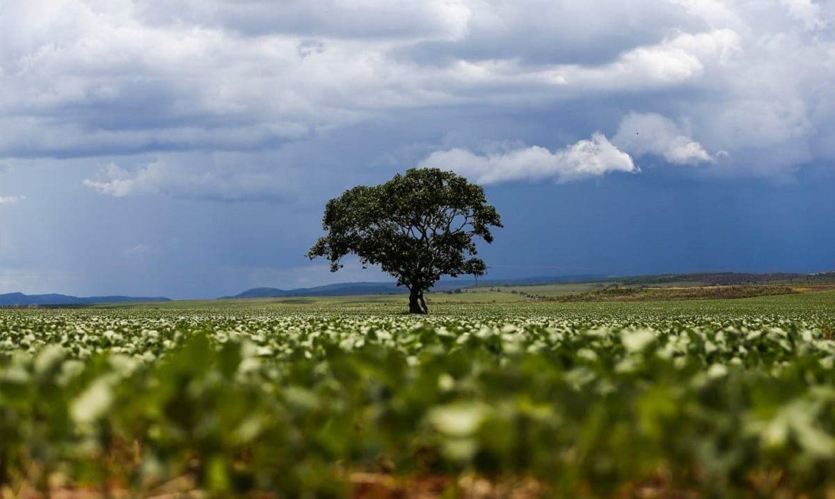 Sucessão familiar no agro ainda é tema pouco debatido, diz especialista