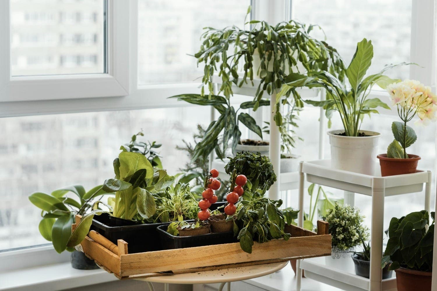 Horta em casa: ervas e temperos frescos sempre à mão