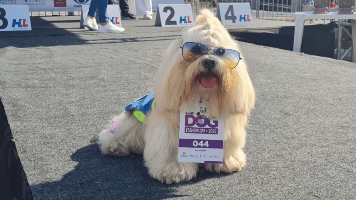 Dog Fashion Day