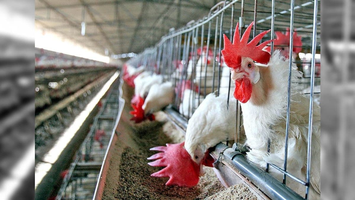 Gripe aviária no Brasil não chegou às granjas