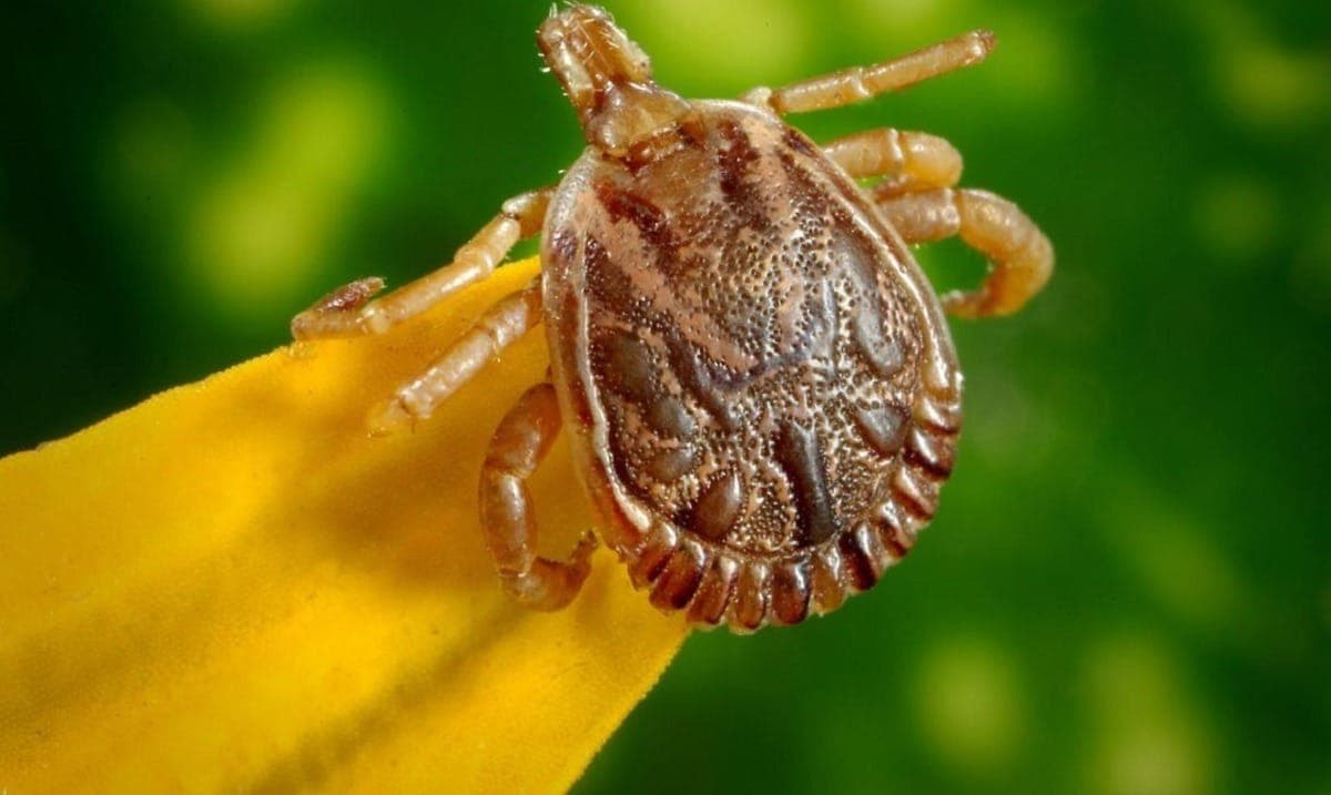 Febre maculosa é transmitida pelo carrapato