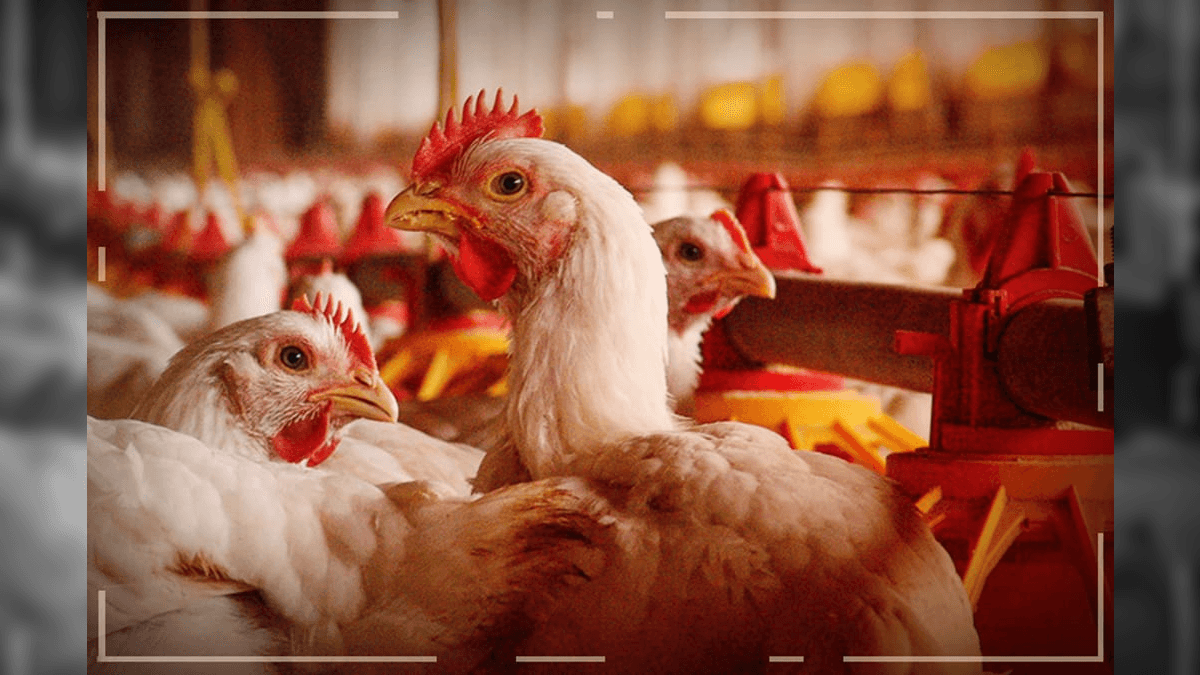 Há ainda 15 mercados para os quais estão impedidas as exportações de frango proveniente do Rio Grande do Sul