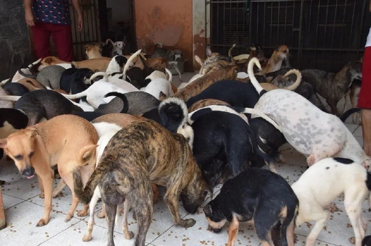 Projeto prevê internação de adolescentes por violência contra animais