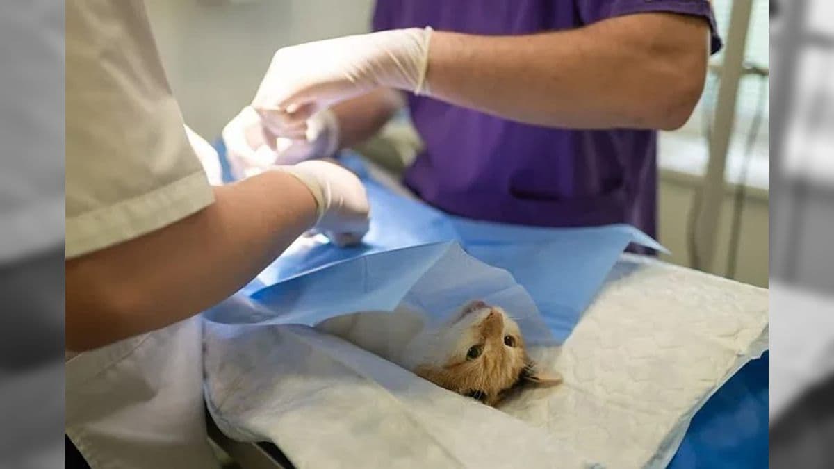 Animais também são microchipados