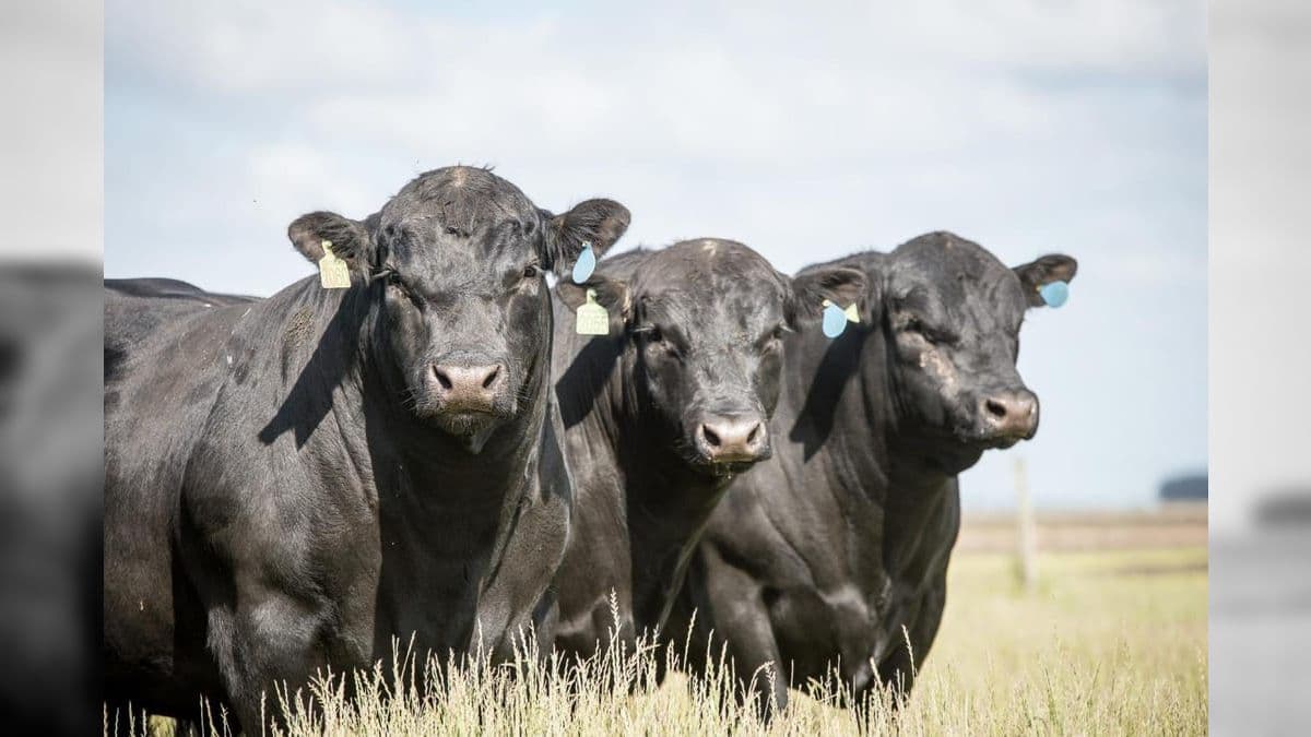 Pecuaristas brasileiros não ficarão 'à espera da China' e buscarão novos mercados, diz Perosa