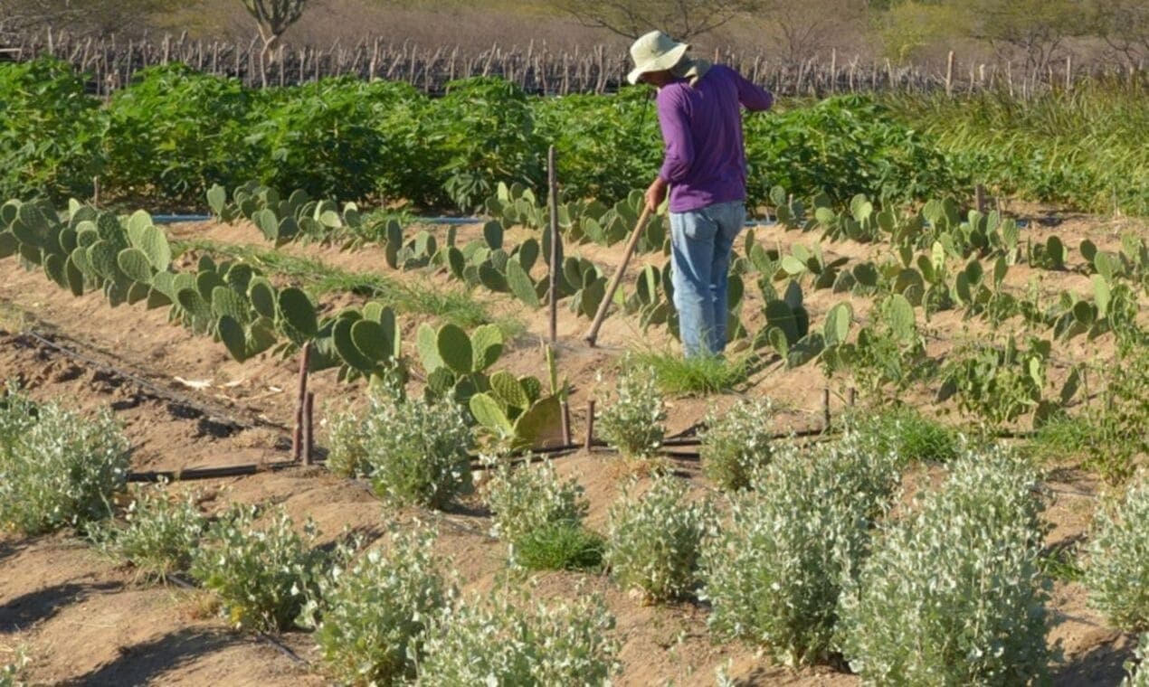 Produtor rural no semiárido do Brasil