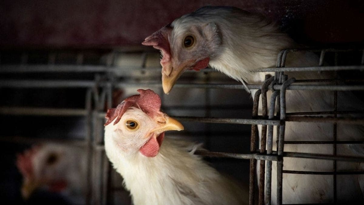 Brasil sofre com casos de gripe aviária