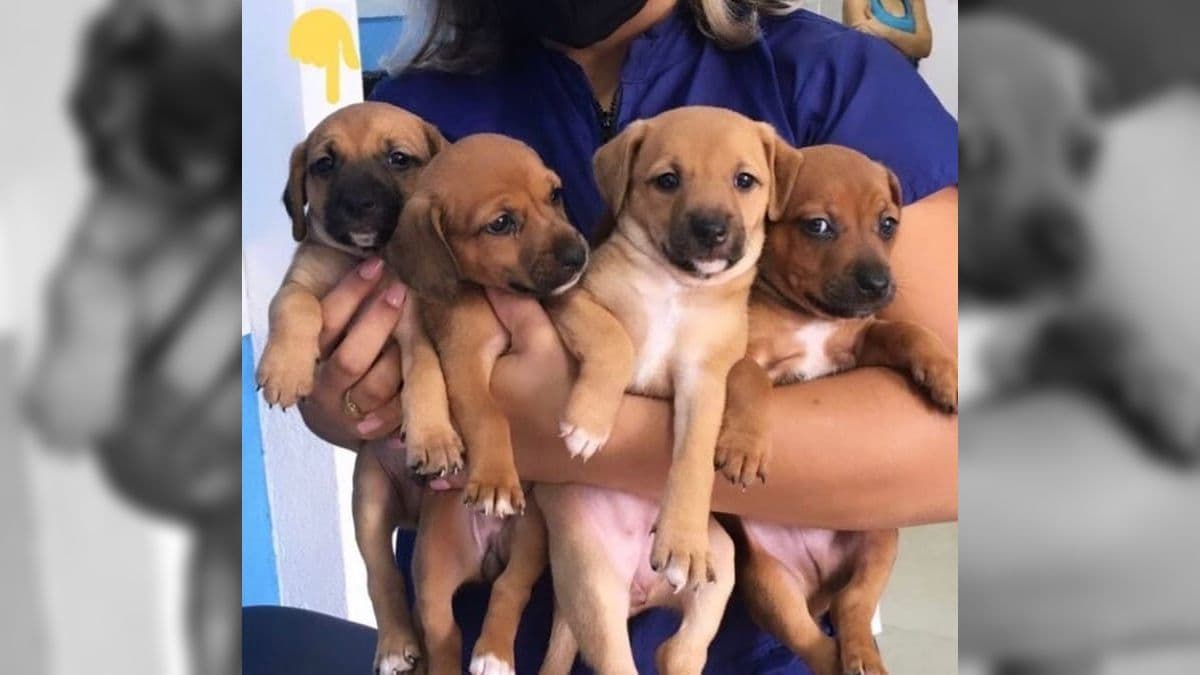cachorros