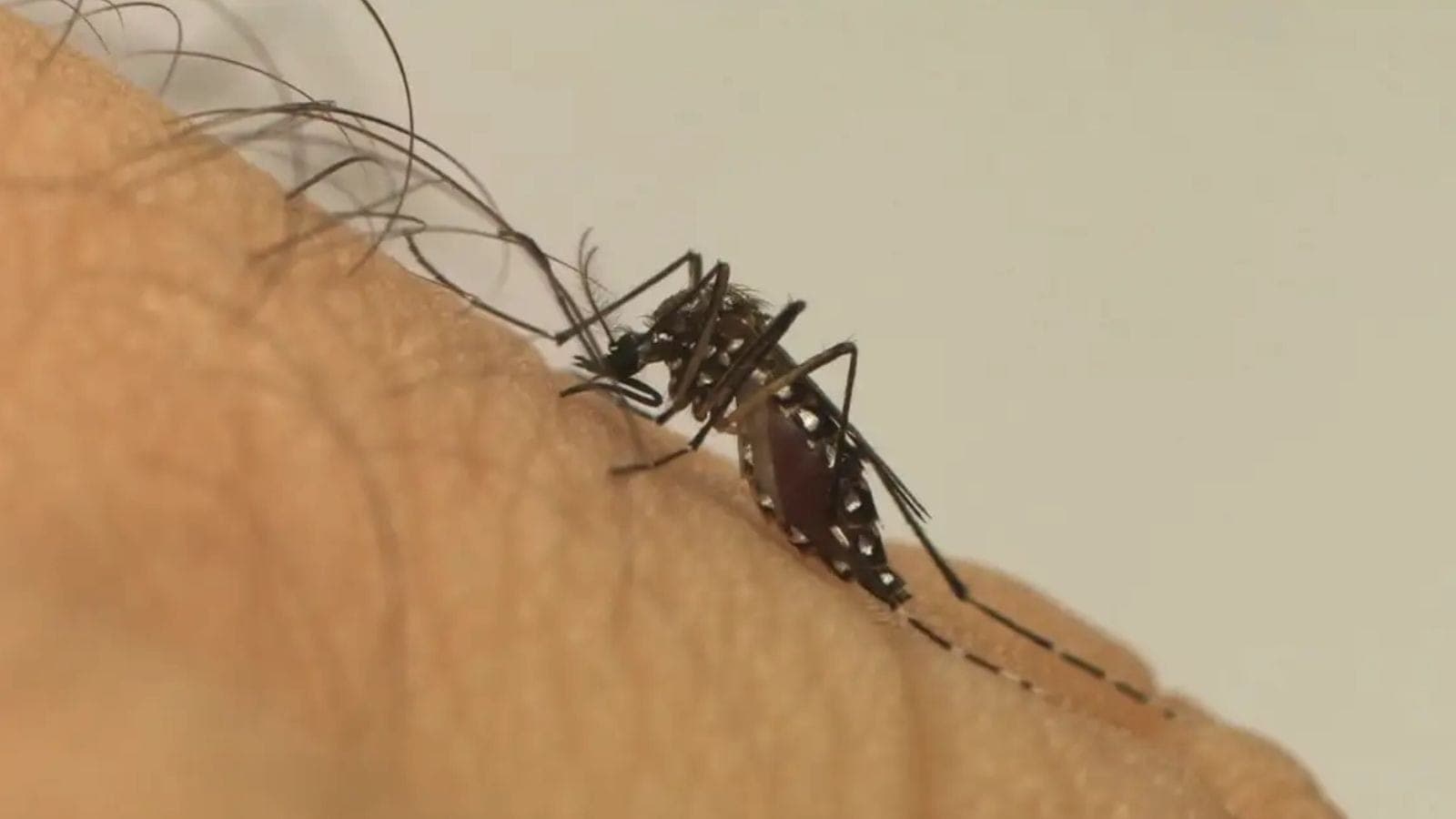 Aedes aegypti, mosquito transmissor da dengue