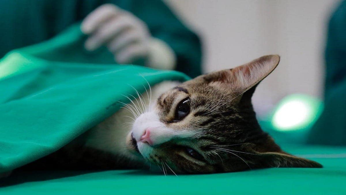 Castração é gratuita para moradores