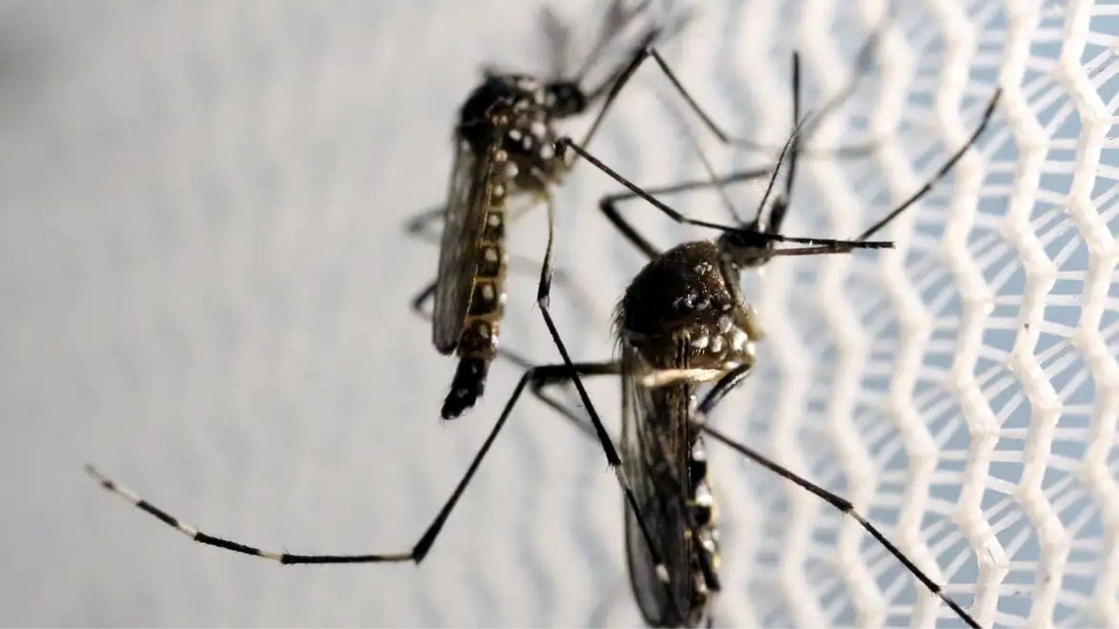 Dengue