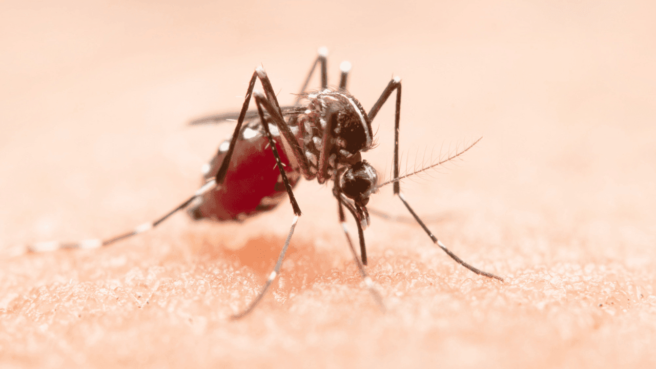 80% dos criadouros do mosquito da dengue estão dentro de casa