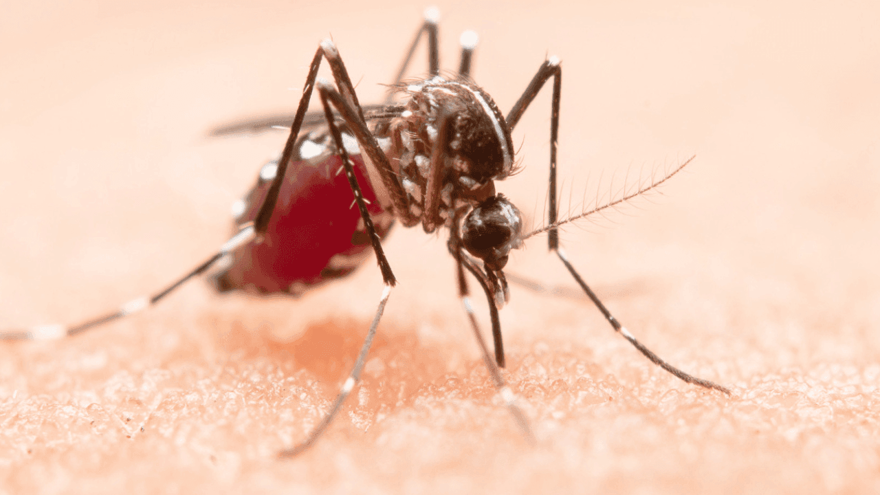 A Secretaria de Saúde reforça que 80% dos criadouros do mosquito estão dentro das residências