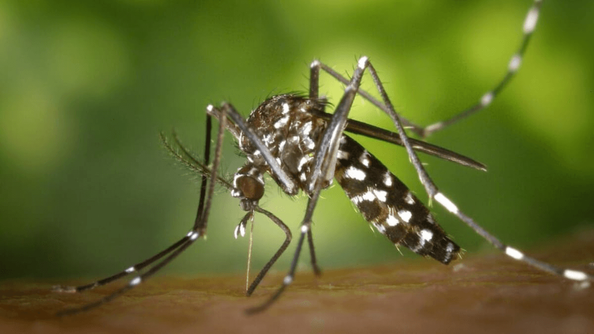 Força-tarefa combate a proliferação do mosquito em Dourados (MS): 5 morreram