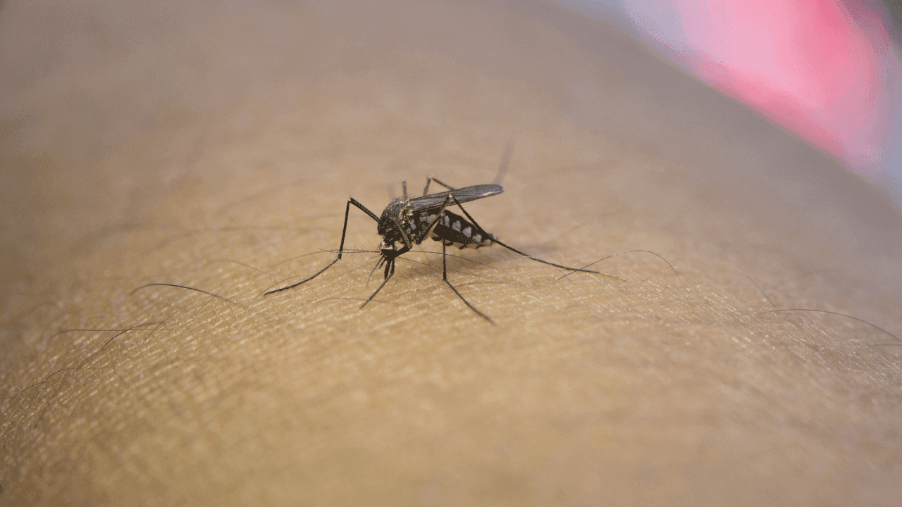 Dengue