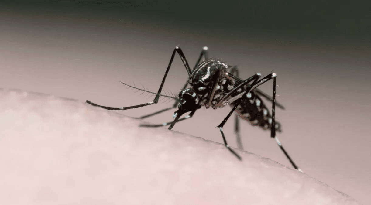 Dengue