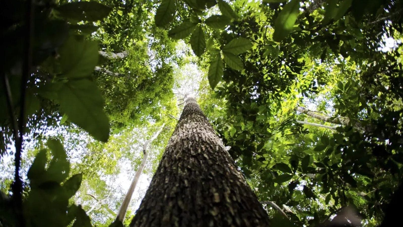 Acordo Verde prevê descontos em multas para crimes ambientais e arrecadação de R$ 195 milhões