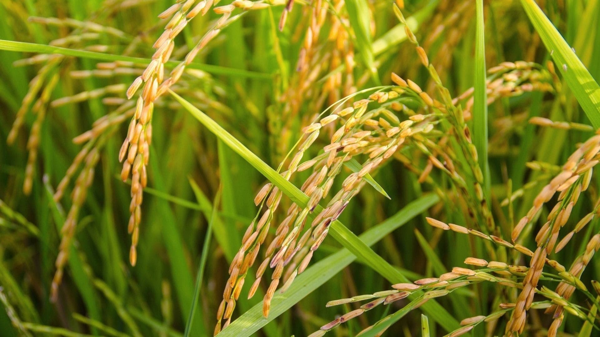 Métodos de irrigação podem reduzir a emissão de gases da produção e arroz