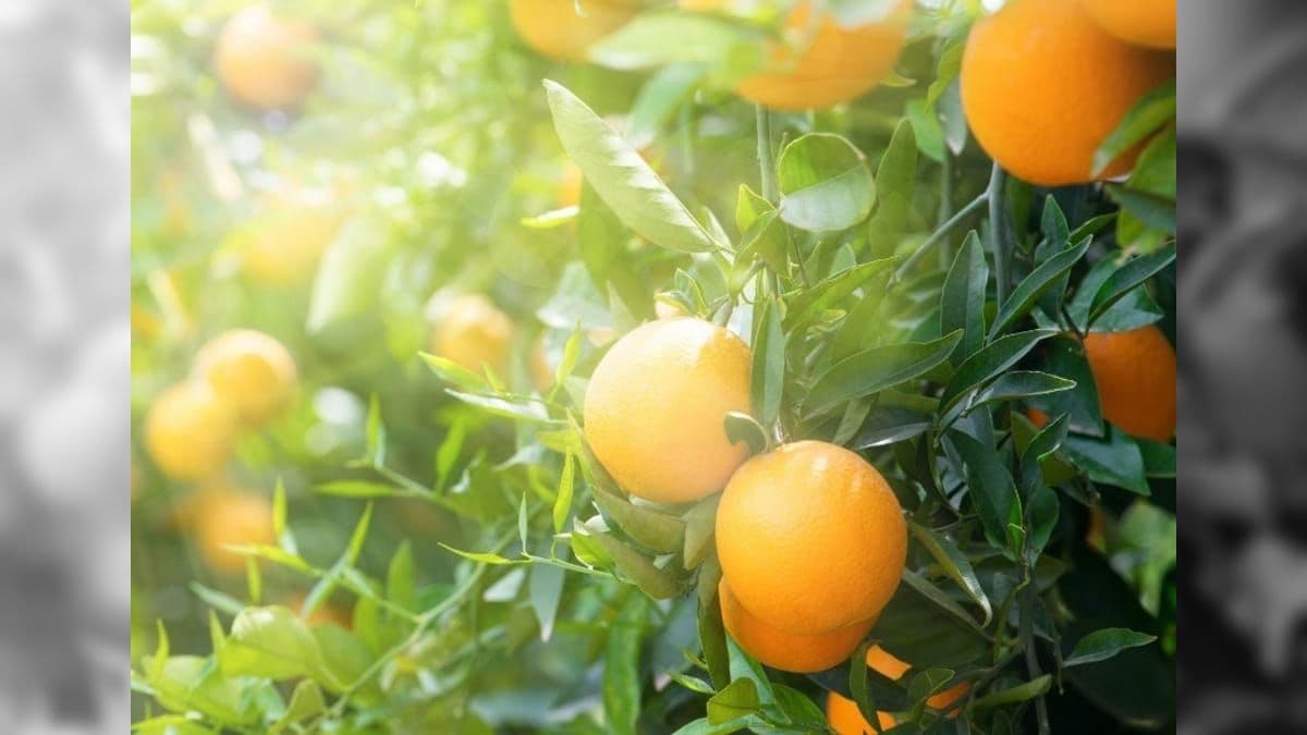 Laranjeira pode exalar aroma da goiabeira pra espantar inseto