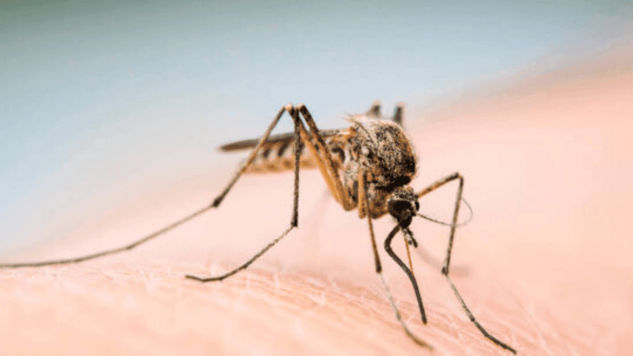 Dengue
