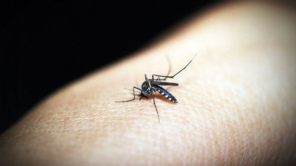 Mosquito Aedes aegypti