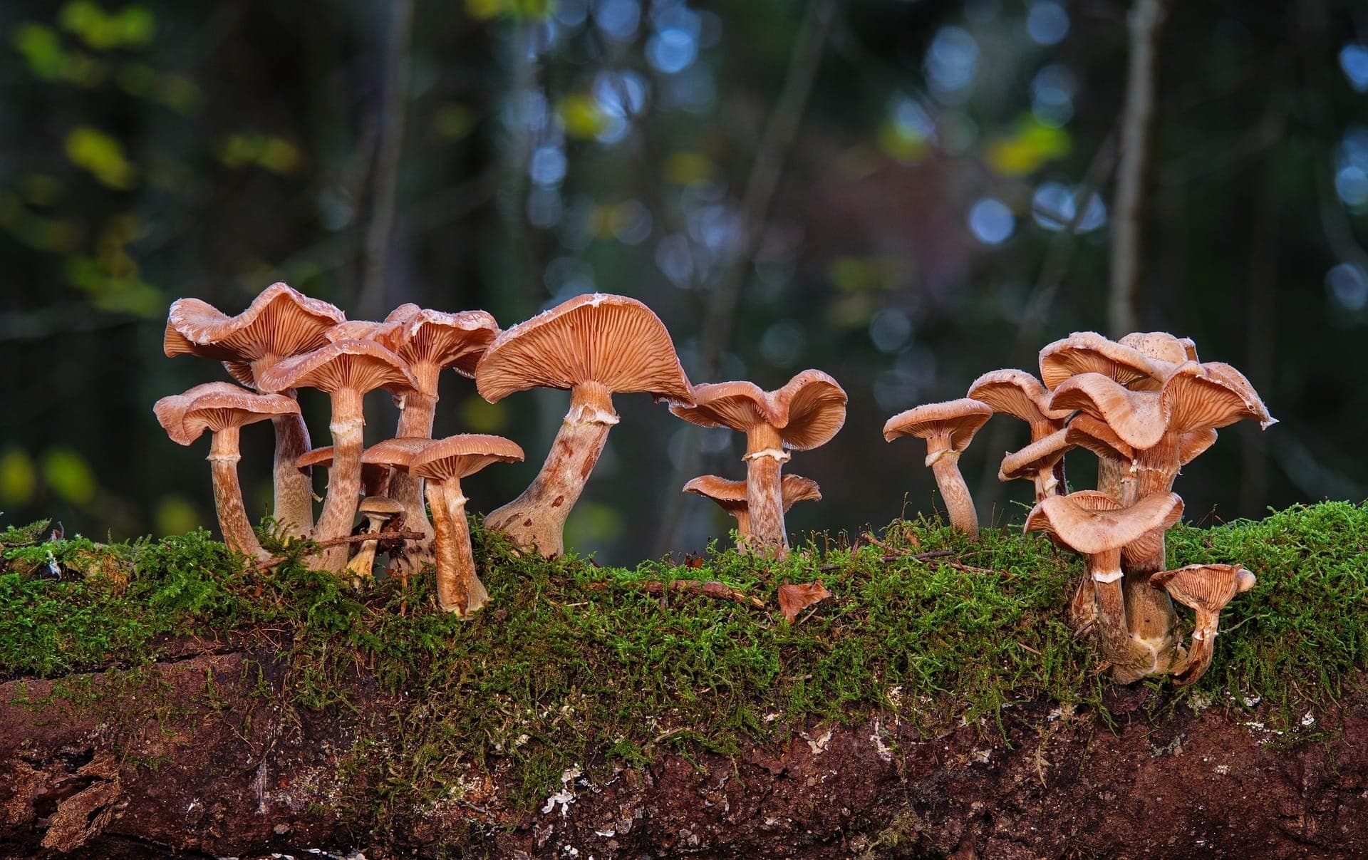 Fungos
