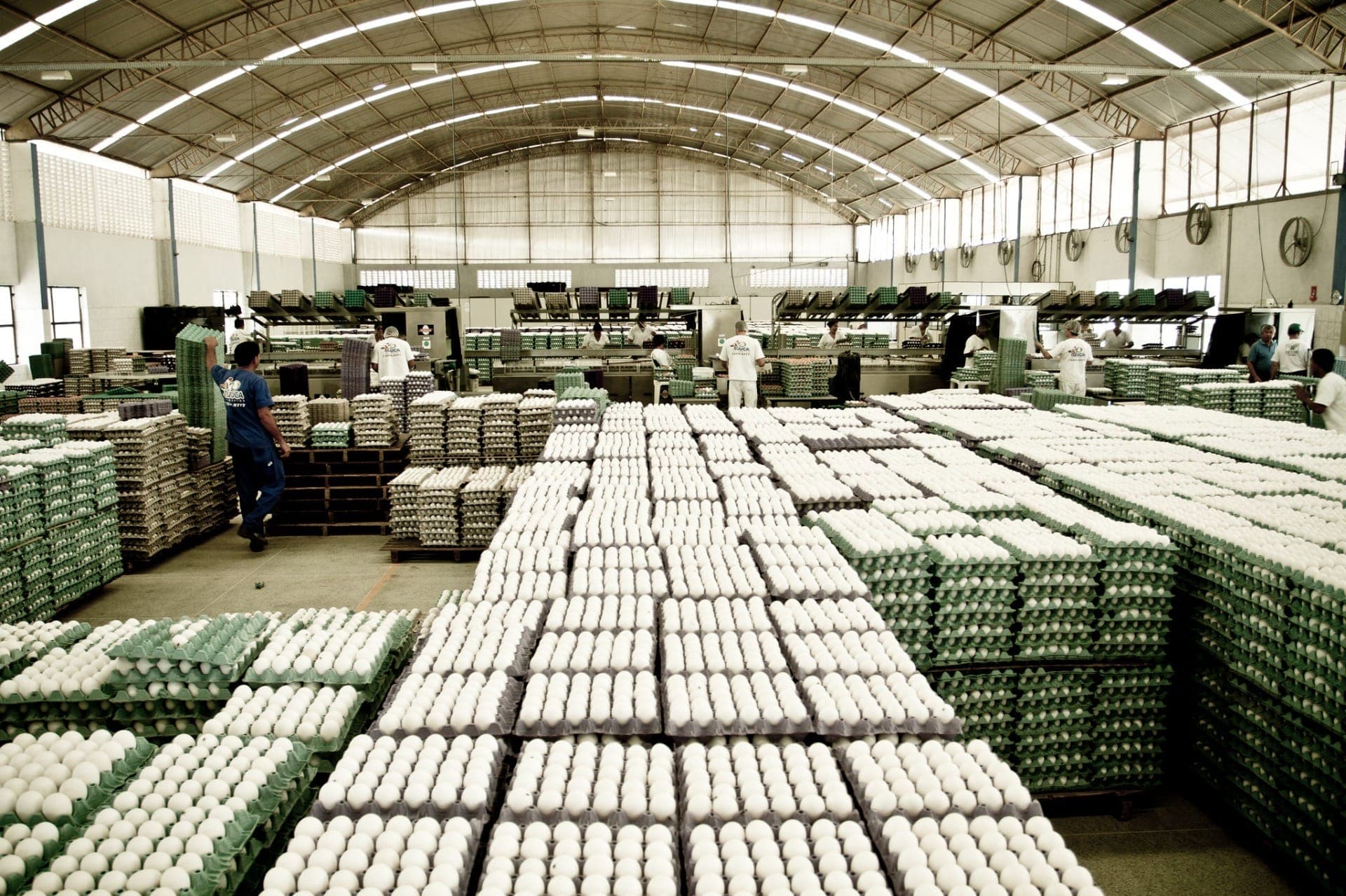 Vendas externas de ovos ganha fôlego no mercado internacional