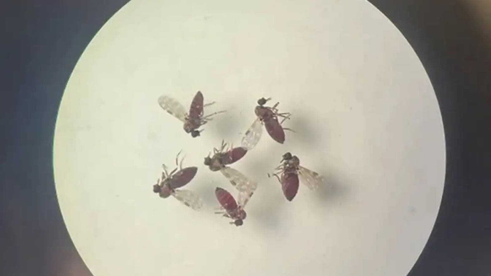 Oropouche: o vírus que não precisa do Aedes para se espalhar