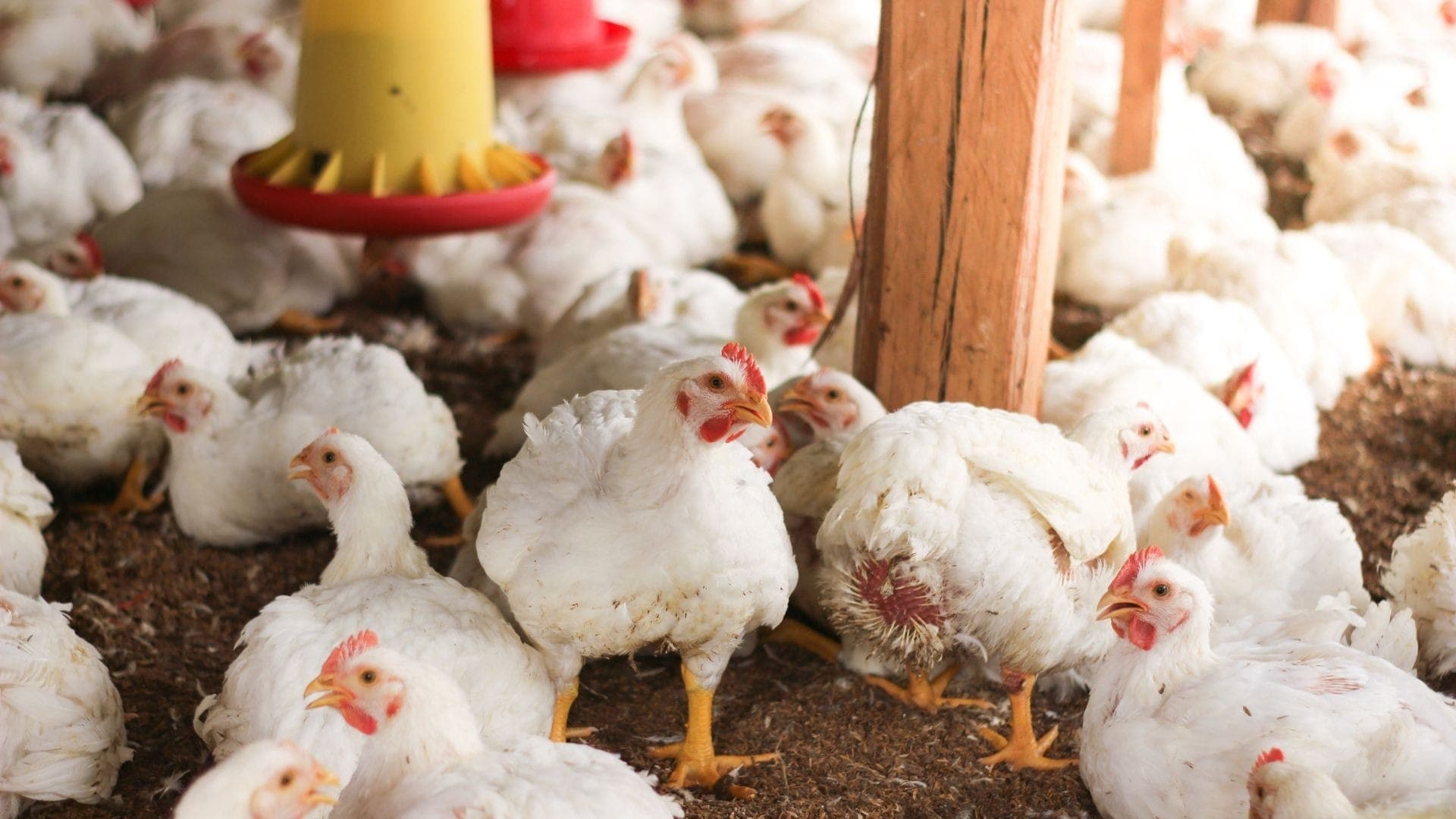 Brasil e Japão fecham acordo para exportação de frango