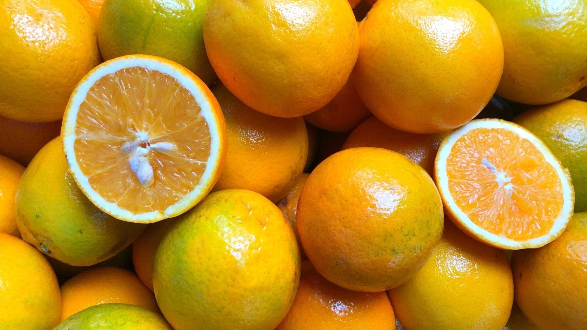 Pomares de laranja norte-americanos sofrem com frio intenso