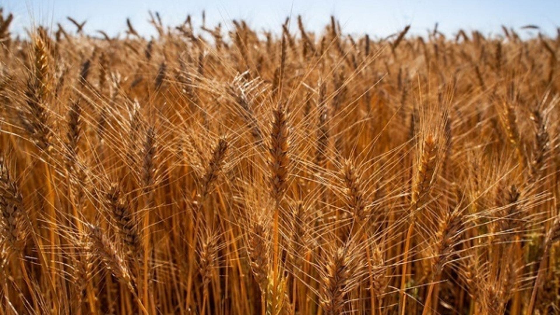 Trigo