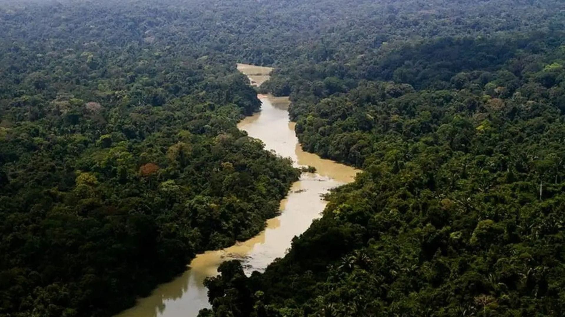 Os manguezais são ainda ecossistemas com alta capacidade de sequestrar e armazenar carbono atmosférico