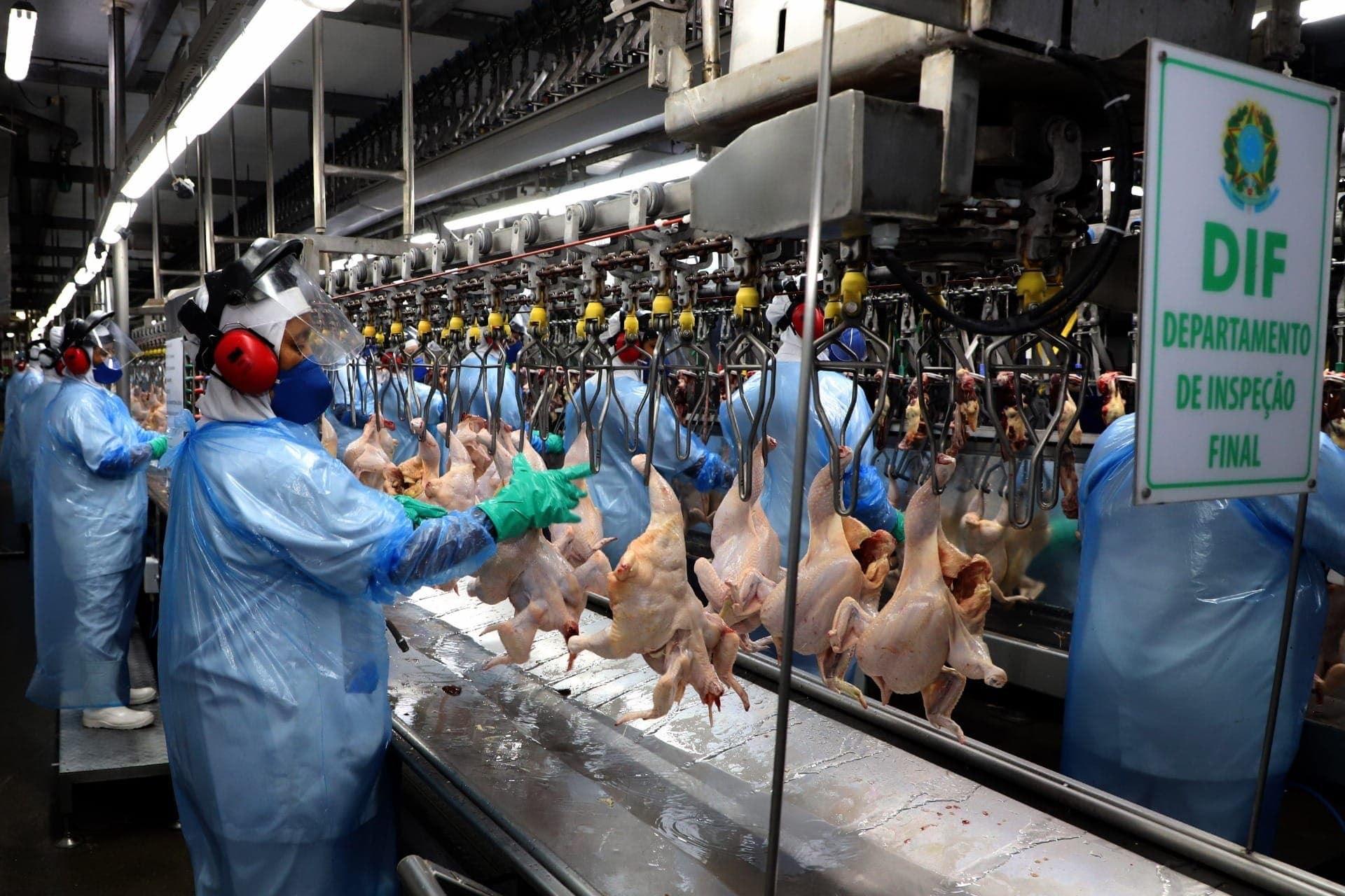 Paraná mantém a liderança na produção de frangos 