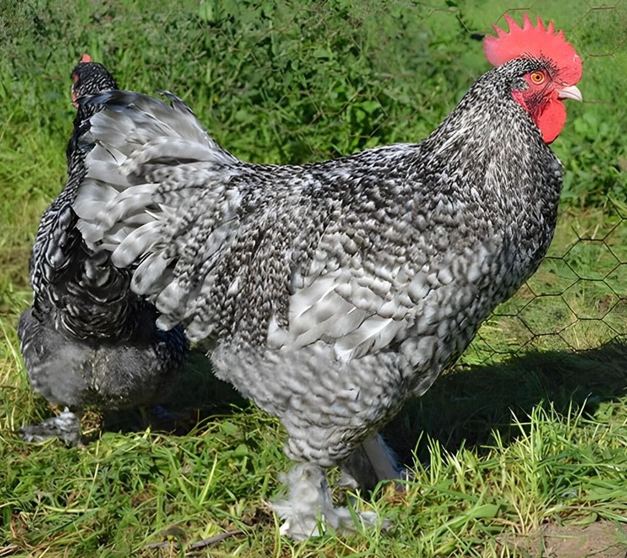 Galinha exótica da raça Malinas