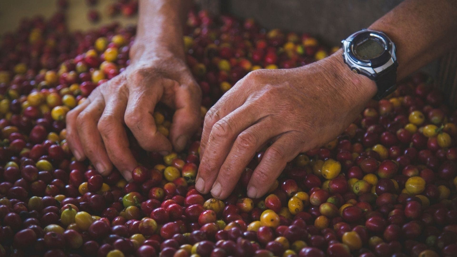 Produção de café