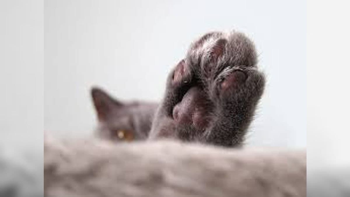 Gato