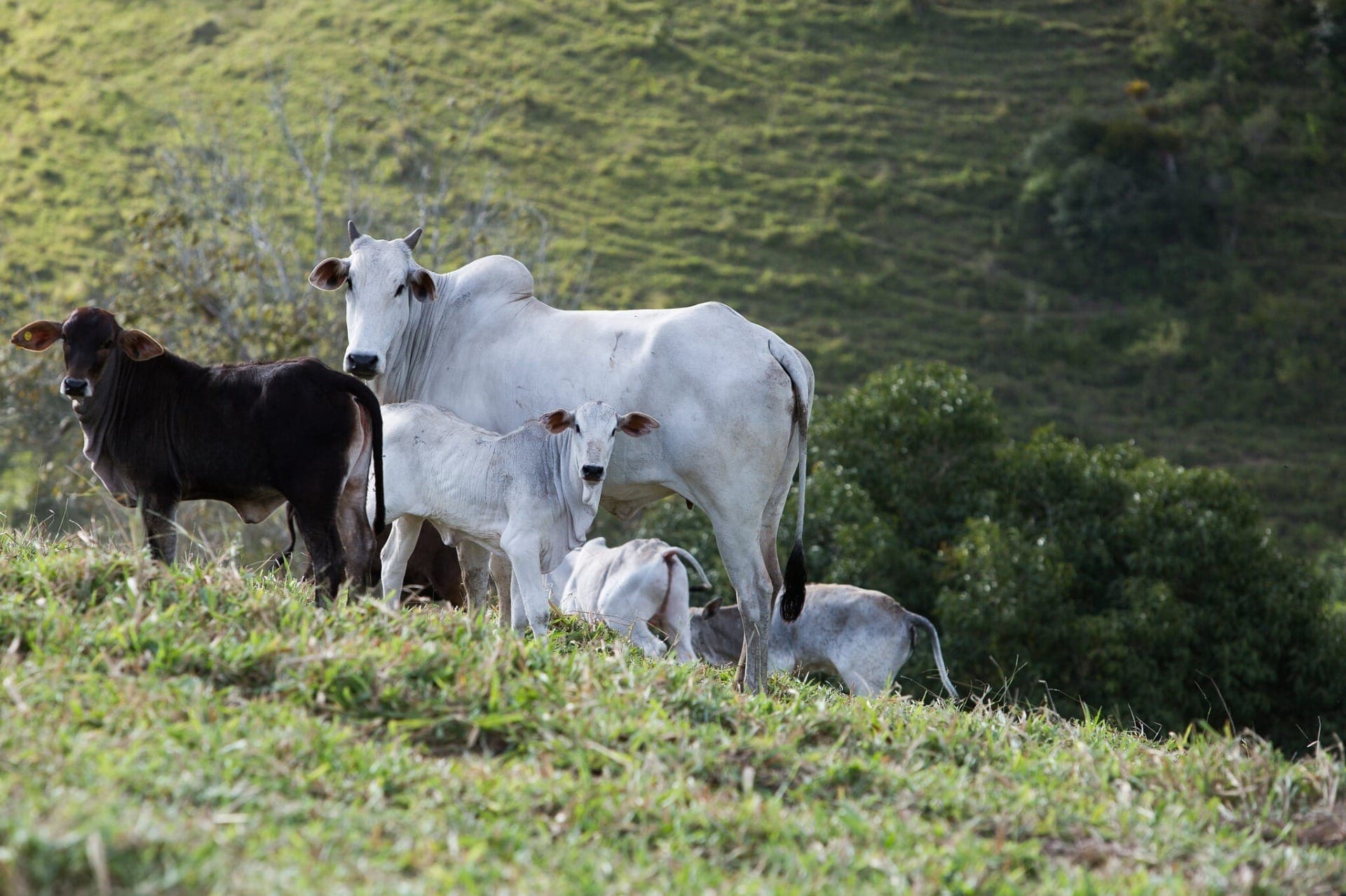 Dietas especiais no campo melhoram a qualidade da carne