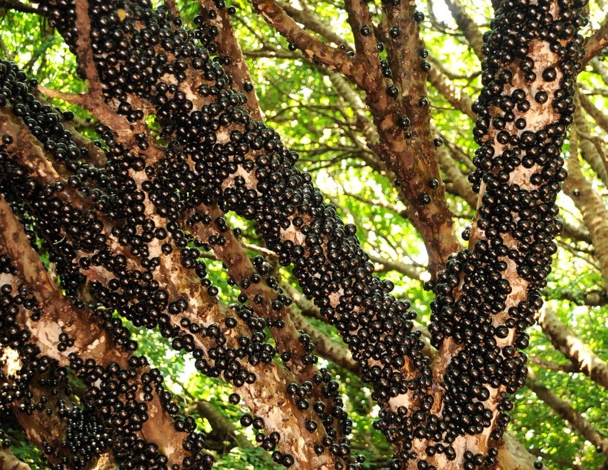 O segredo da jabuticaba: da casca ao superalimento que previne doenças