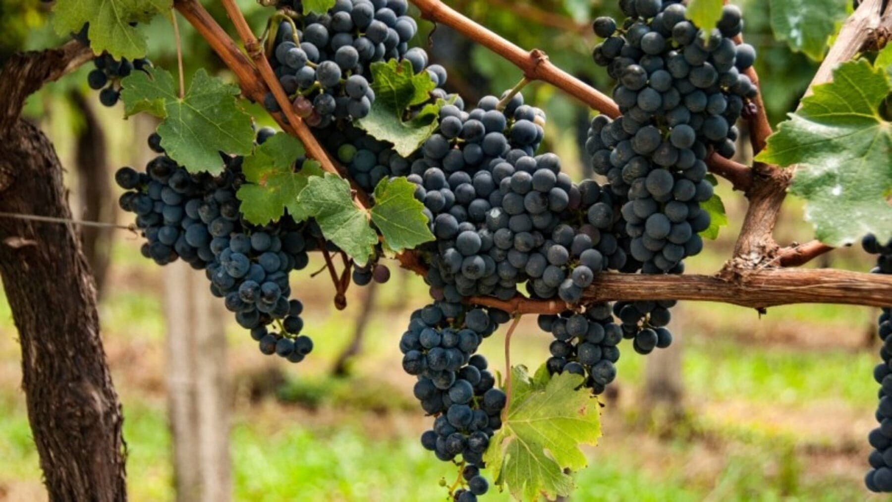Shows e Leilão de Frutas agitam Festa do Vinho 