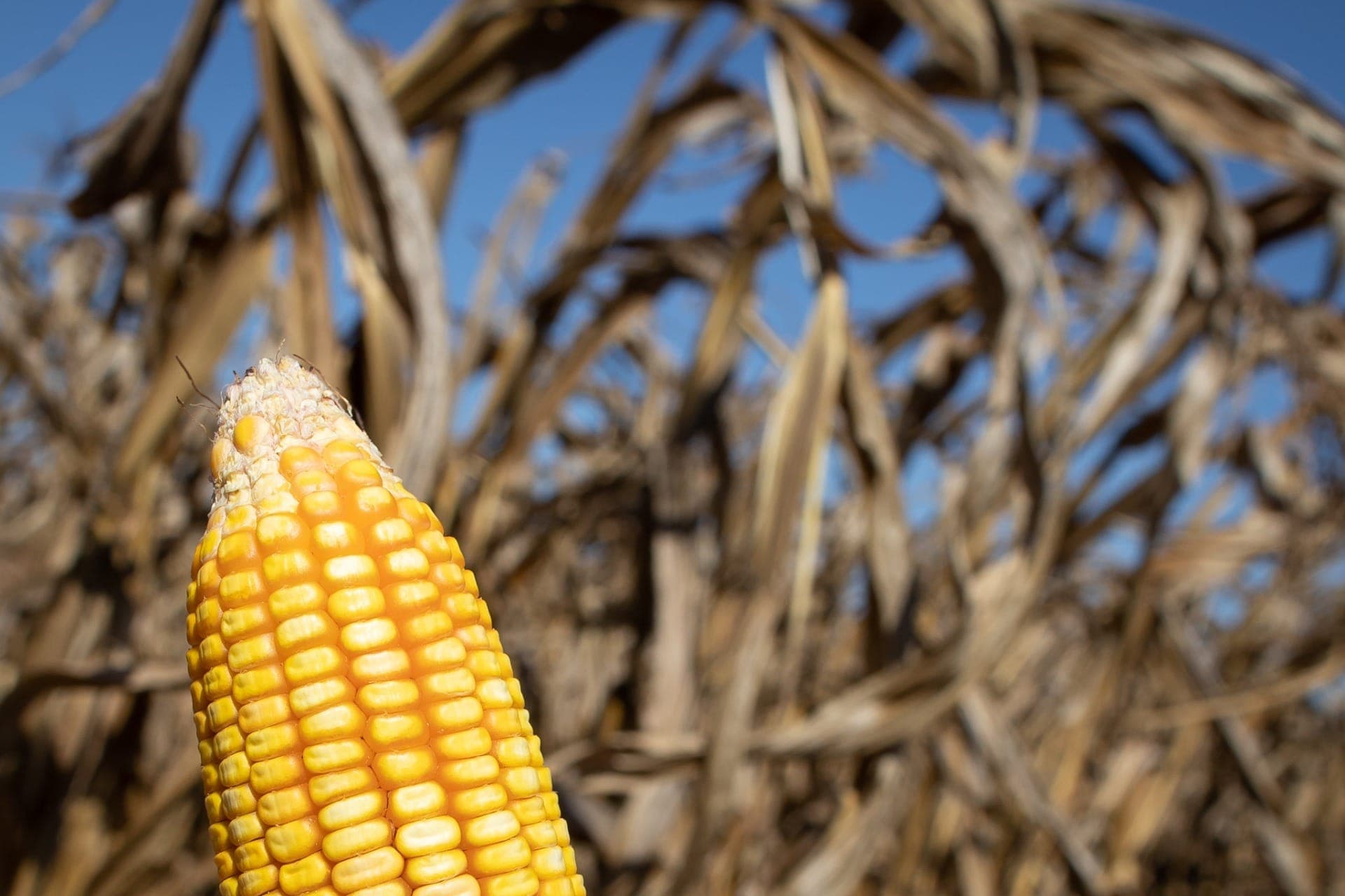 La Niña pode provocar estiagem no Rio Grande do Sul neste verão