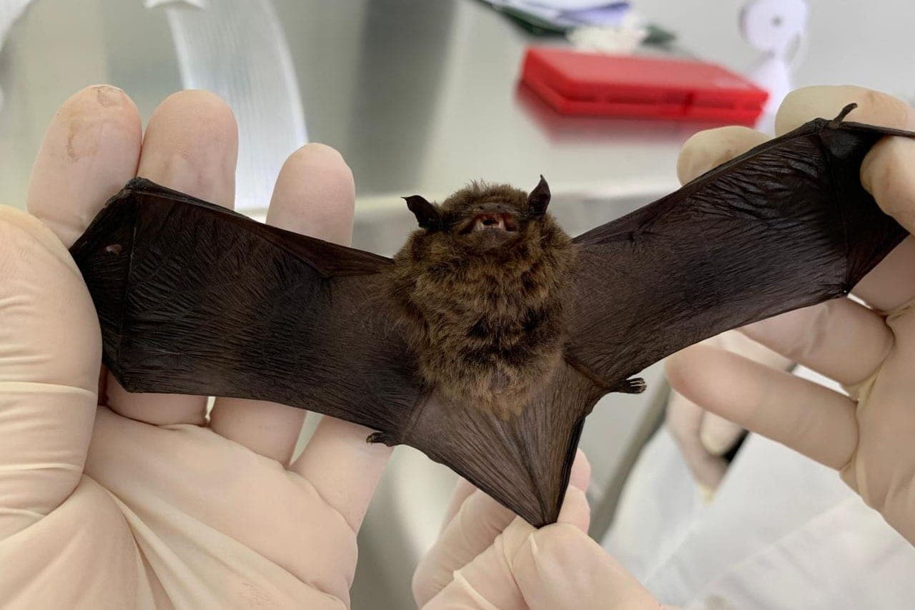 Morcego comum no Paraná: espécies que vivem no Brasil não são vetores de Nipah
