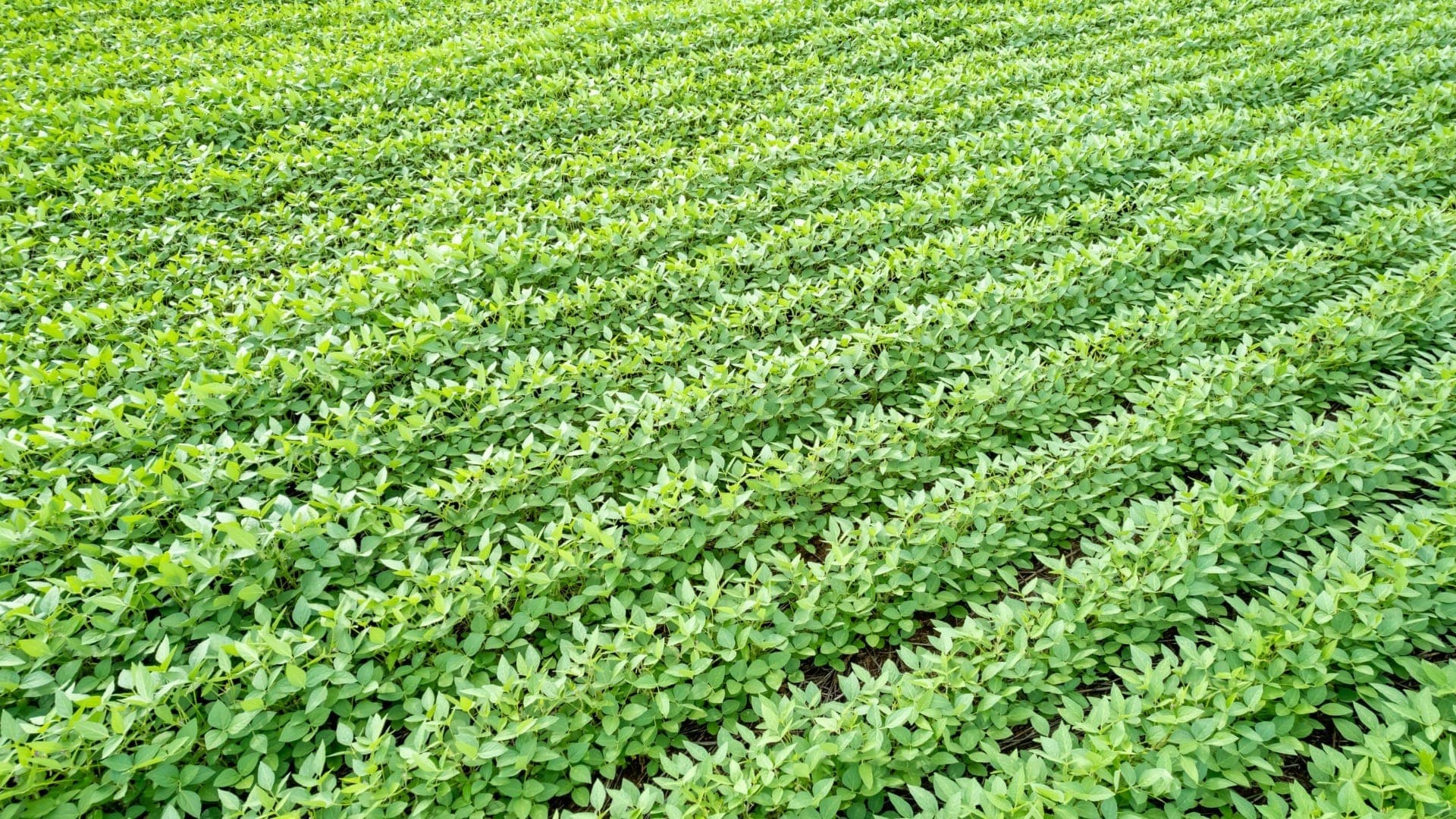 Safra registrou uma maior área cultivada com soja