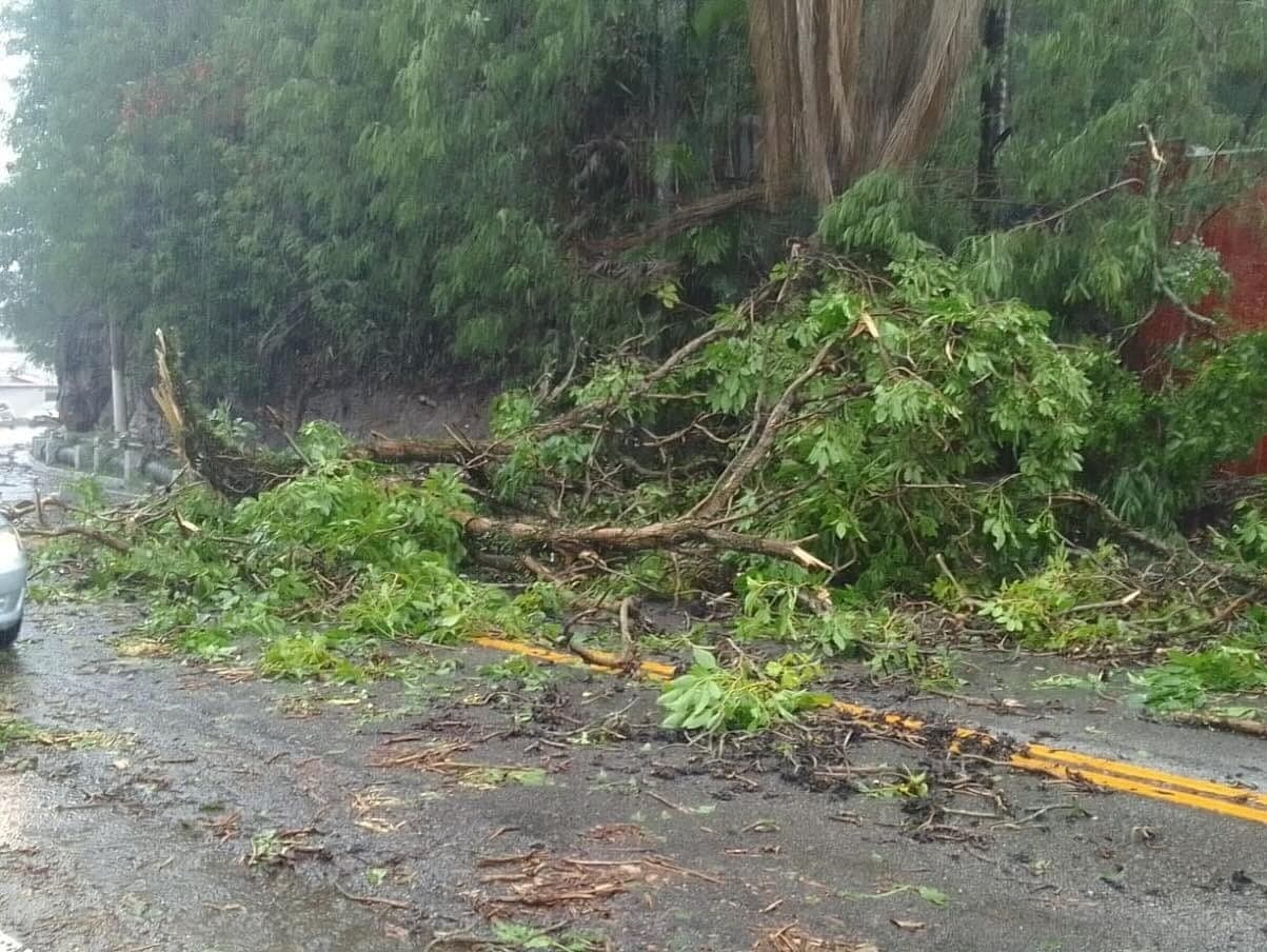Ventos fortes provocam queda de árvores em São Paulo na madrugada