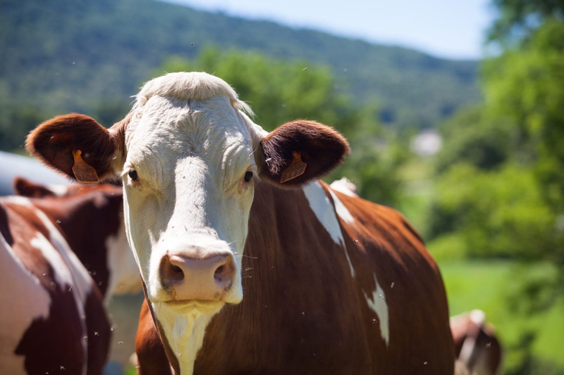 Brasil amplia países para comercializar produtos agropecuários