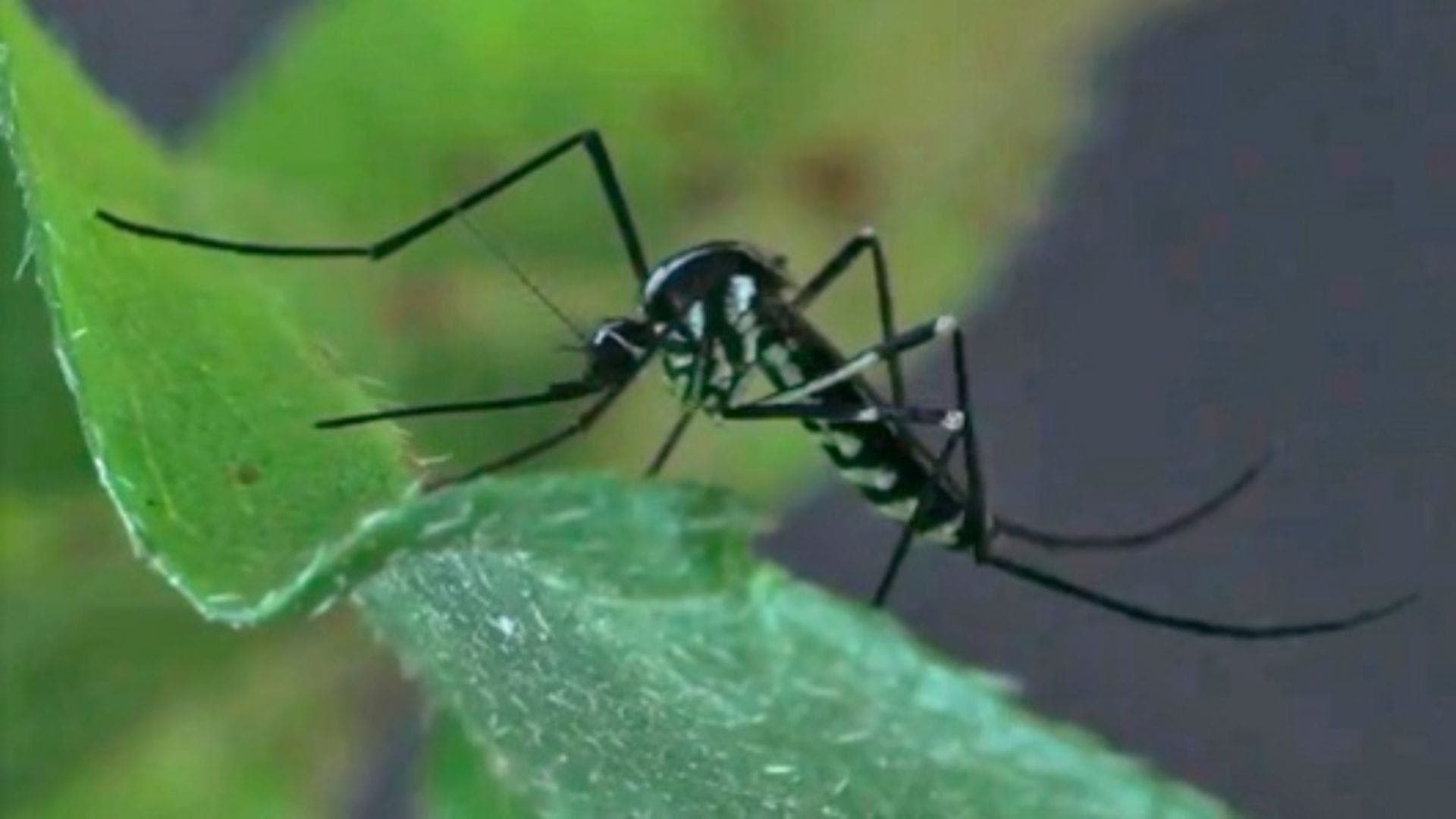 As mudanças climáticas acentuadas colaboram para o rápido surgimento dos mosquitos